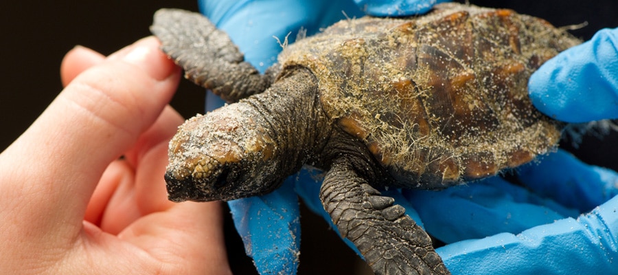 sea-turtle-preservation