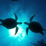 Orpheo et la tortue marine - sea-turtles-e1354119669428
